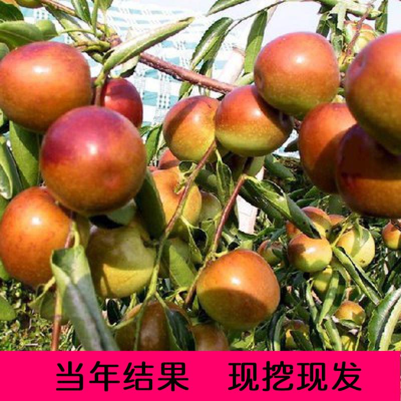 枣树活苗 特大嫁接枣树苗枣子树盆栽沾化冬枣南北方种植庭院果苗