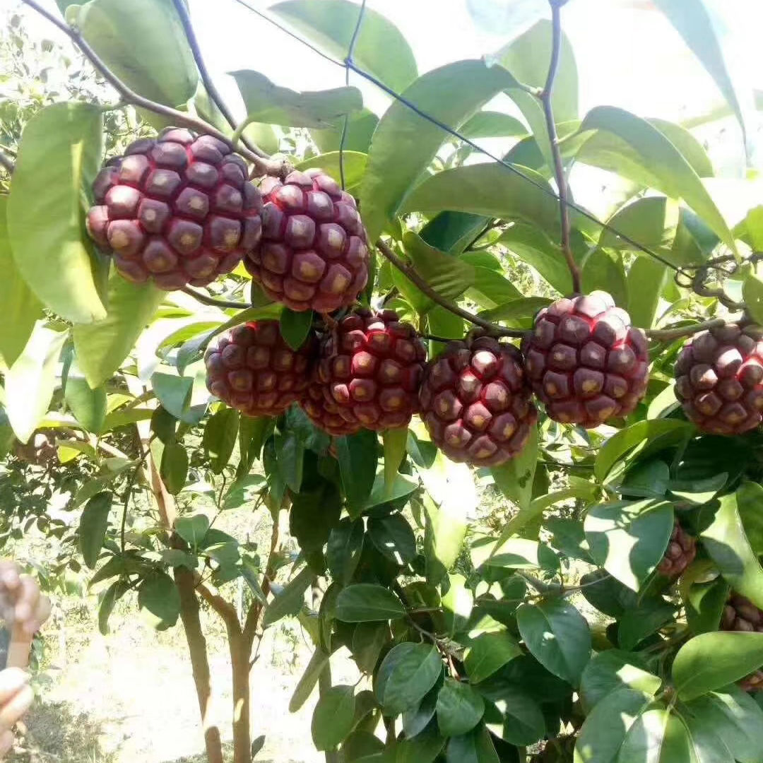 正宗黑老虎布福娜水果树苗阳台盆栽地栽野果当年结果包活