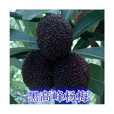 台湾黑高峰杨梅苗 比东魁杨梅早熟的杨梅 嫁接大果黑杨梅当年结果