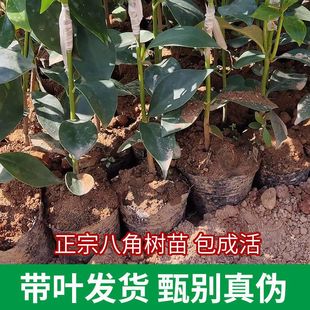 广西嫁接高产矮化大红八角营养杯树苗大料大茴香苗树南方北方种植