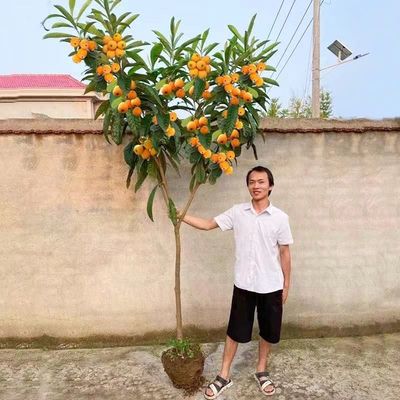 大五星枇杷苗树地栽特大南北方白玉无核早钟塘栖嫁接枇杷树苗蒙自