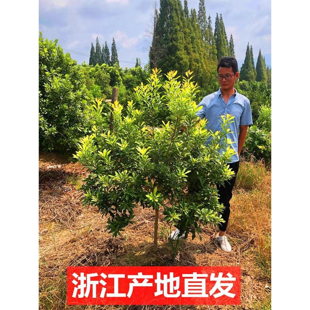 杨梅树树苗仙居南北方浙江东魁杨梅苗特大果树果苗嫁接苗盆栽地栽