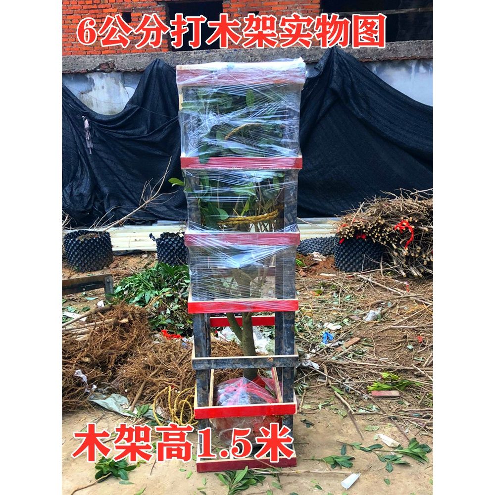 浙江仙居东魁杨梅树树苗东槐带土盆地栽植物水果树南北方种植特大