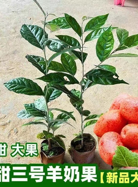 羊奶果新品改良矮化纯甜耐寒品种