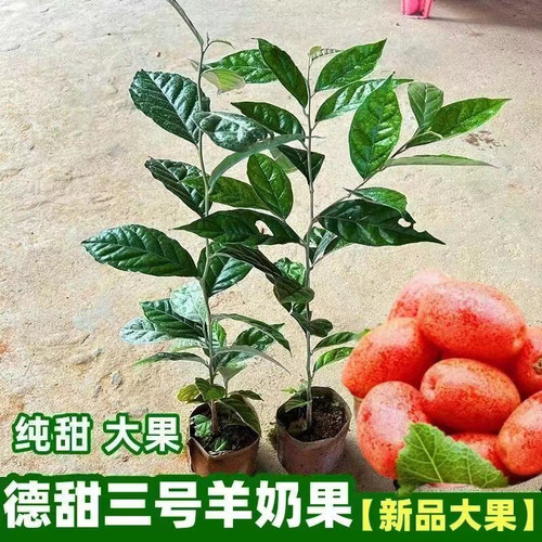羊奶果新品改良矮化纯甜耐寒品种