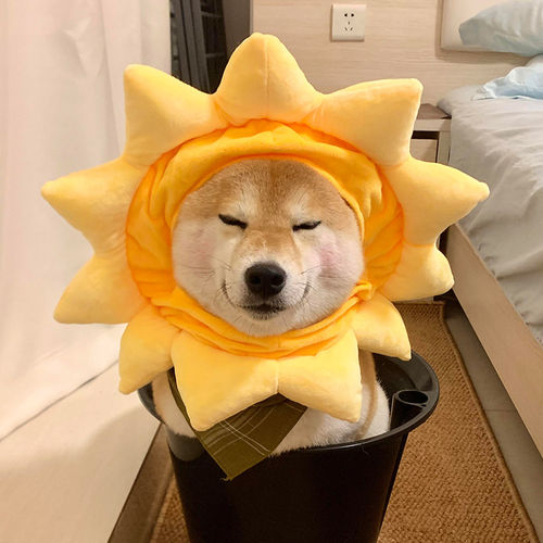 狗狗帽子向日葵变装头套