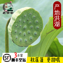 顺丰空运3斤洪湖新鲜嫩莲蓬生吃当天采野生水果莲子湖北特产包邮