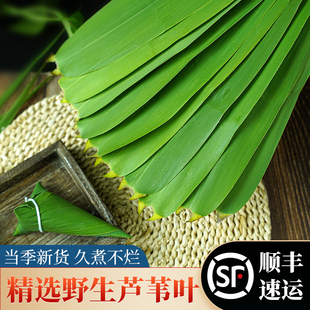 老余家洪湖野生芦苇叶新鲜粽叶大片农家粽叶粽子叶当天现摘现顺丰