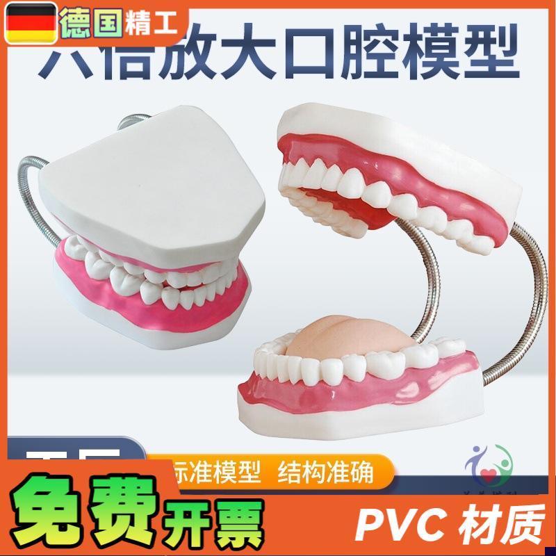 幼儿园牙齿护f理牙教学人体牙齿模型护理6倍放大口腔模型牙齿示教