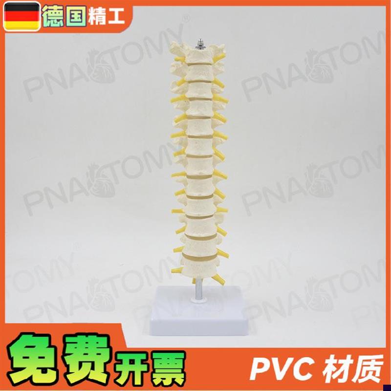 德国】11人体胸椎模型脊椎腰椎颈椎胸椎正骨S骨科骨骼模型医学