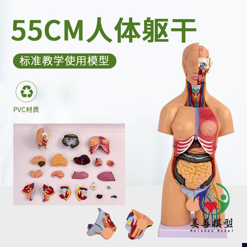 55CM人体器官身体结构解剖模型医用仿真全身内脏拼U装躯干解剖教