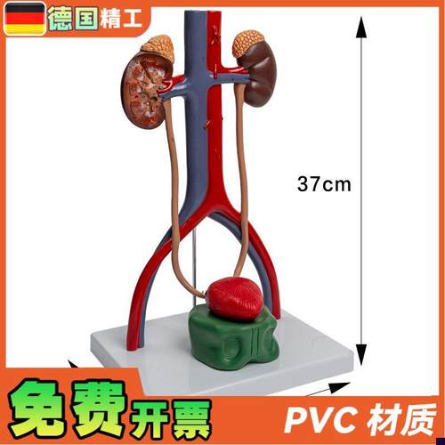 德国】1比1泌尿生殖系统模型肾脏解剖模具膀胱输尿X管结构造立体