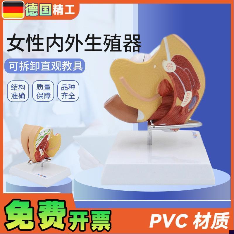 德国】女性子宫模型卵巢阴道女性E内外生殖官模型生殖科妇科演