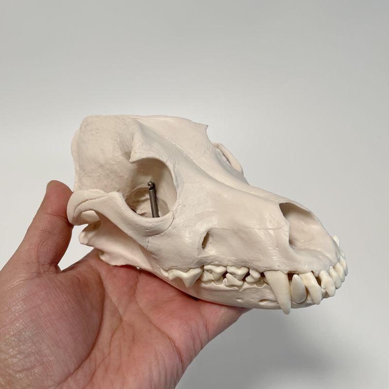 狗头骨模型犬齿上下颌牙齿犬科动物颅骨结构兽医宠物医生示教仿真