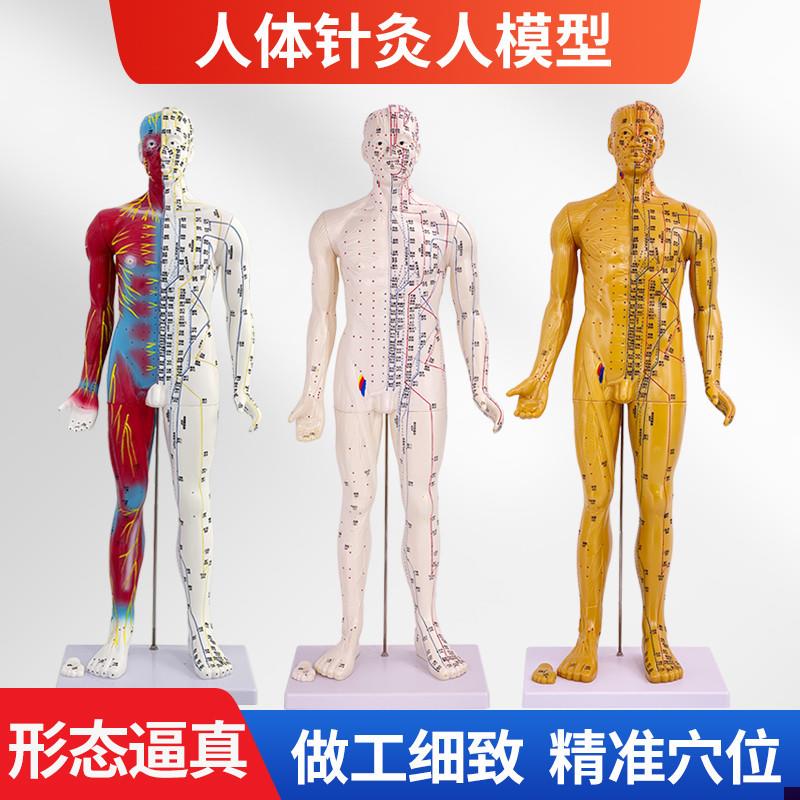 刻字超高清晰人体穴位模型针灸w按摩教学模型60CM半皮半肌经络模