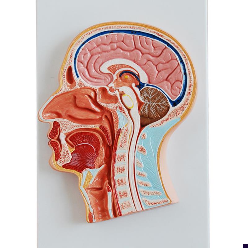 人体头中部切面解s剖模型医学用教学示教标本模具