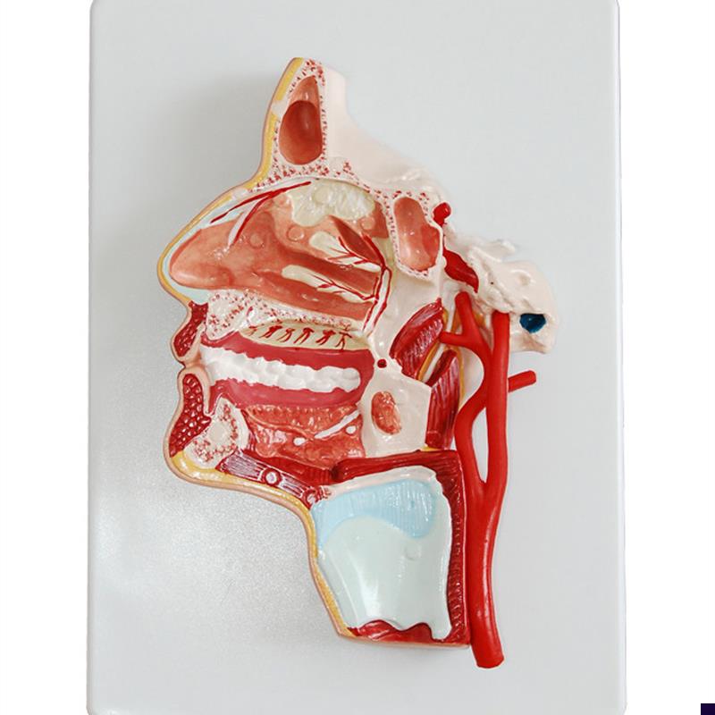 人体头部切开解剖模型医E学教学用示教标本模具