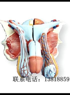 XC-331kD高级男性内外生殖器模型