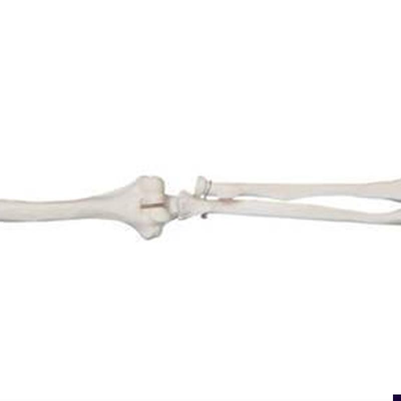 自然大上肢骨模型骨骼模型肢骨模型Q手骨模型解剖模型