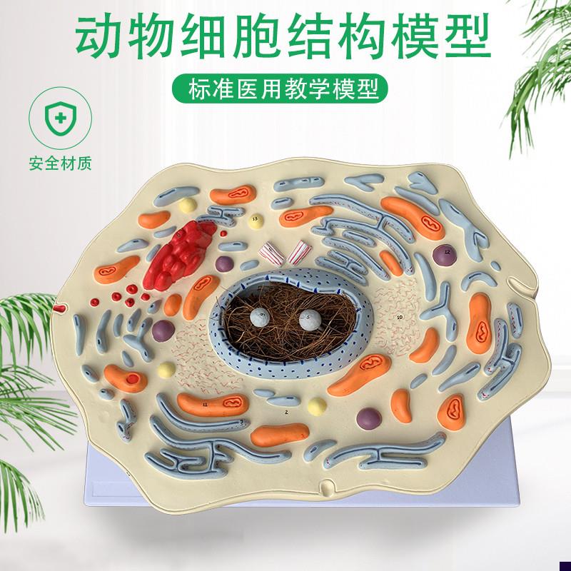 动物细胞亚显微h结构模型医院生物学校教学教具学生学习演示模型