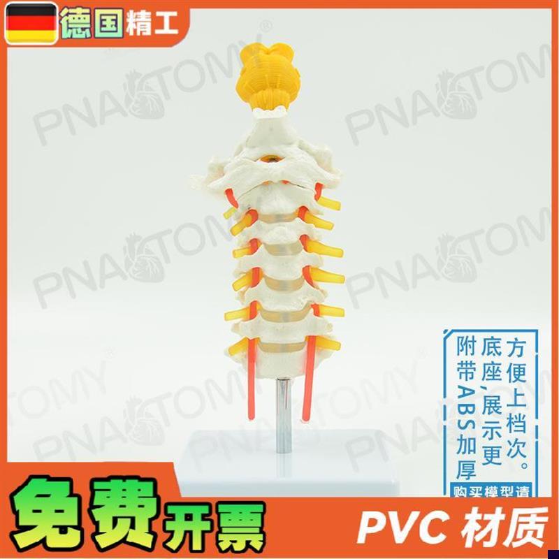 德国人体颈椎颈动脉枕骨椎x间盘脑干骨骼模型教学骨科疼痛科