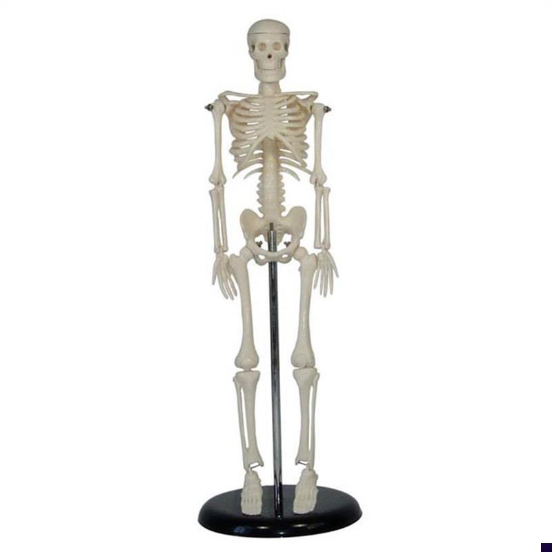 人体骨骼模型45CM