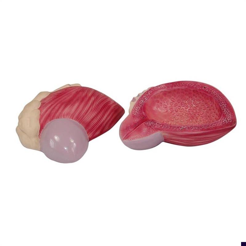 膀胱模型男性膀胱前列.腺u放大模型泌尿生殖系统构造教学医学教具