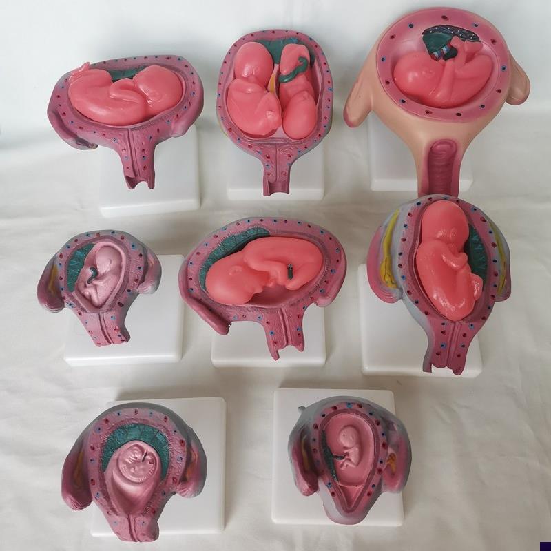 人体妊娠胚胎儿发育过程模型受精卵子宫组织胚胎教学Y计生医用讲