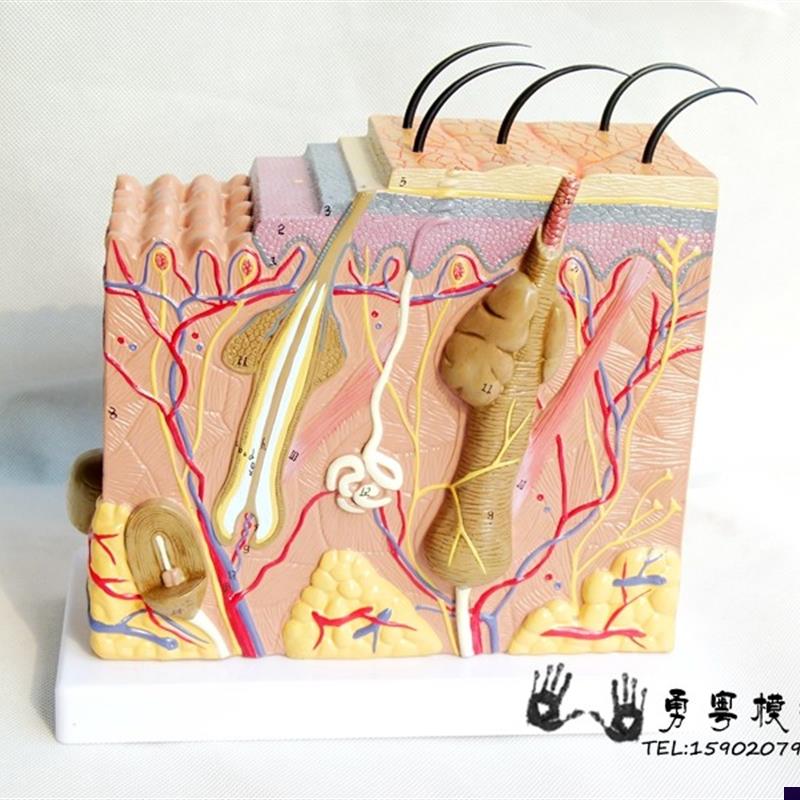 厂家直销人体皮肤毛囊组织结构放大解剖模型实物X拍摄教学模型