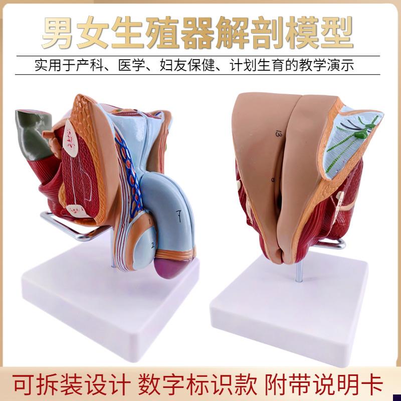 教学女性男性生殖器泌尿系统标本内外生殖器睾丸T解剖模型医疗教