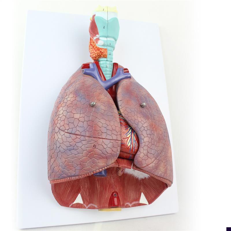 ENOVO颐诺医学人体喉心肺解剖模型呼吸系统心脏模型耳.鼻喉胸外科