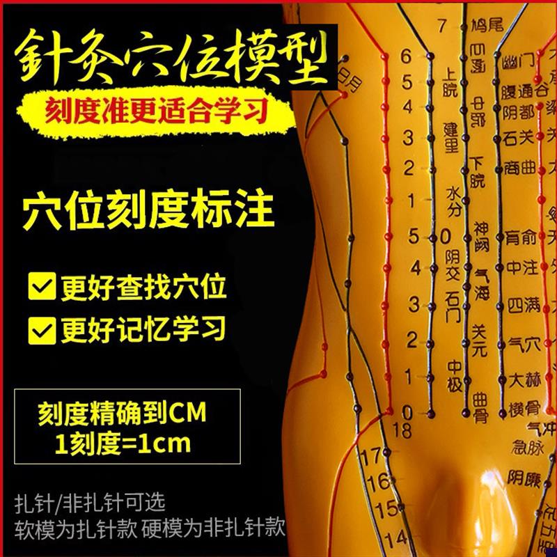 针灸穴位人体模型人全身中医十y二经络小皮人经络图穴位模特可扎