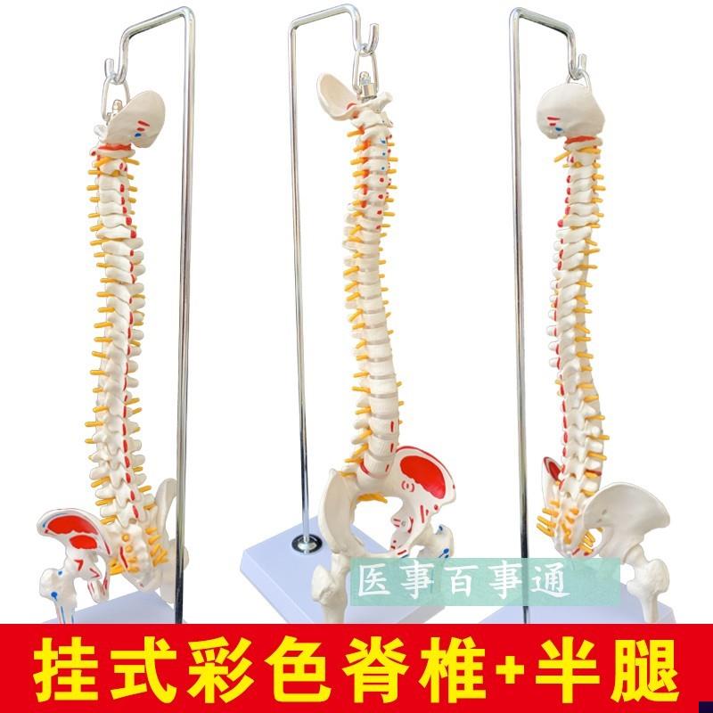 人体脊柱模型人h体骨骼大脊椎成人45CM带颈椎胸椎尾椎椎骨骨盆模