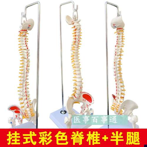 人体脊柱模型人h体骨骼大脊椎成人45CM带颈椎胸椎尾椎椎骨骨盆模