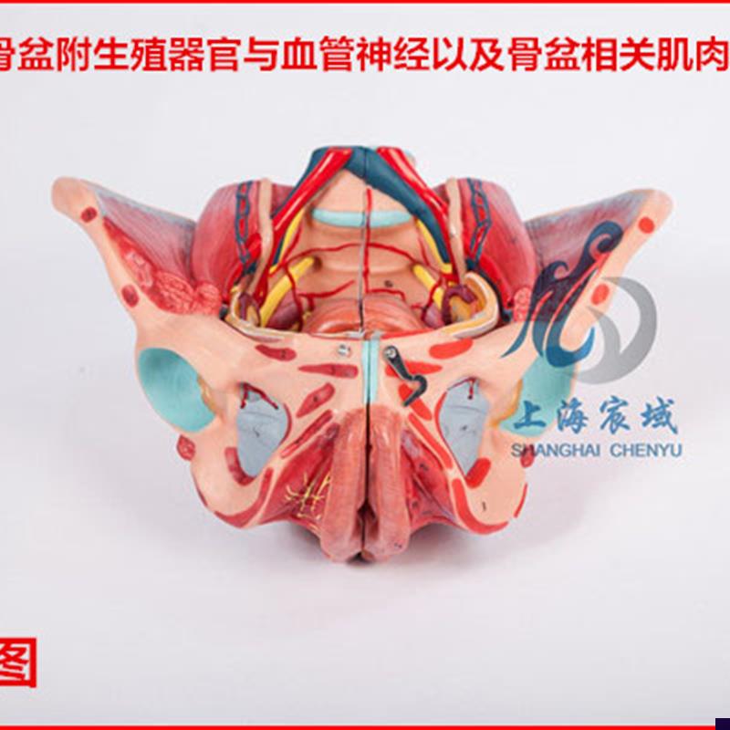逼真准确女性骨盆l附生殖器官与血管神经以及骨盆相关肌肉附着点