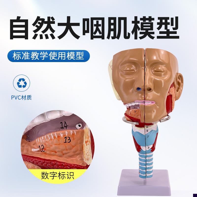 咽模型喉解剖模型人体咽喉模型A口鼻子鼻腔模型舌肌咽肌解剖模型