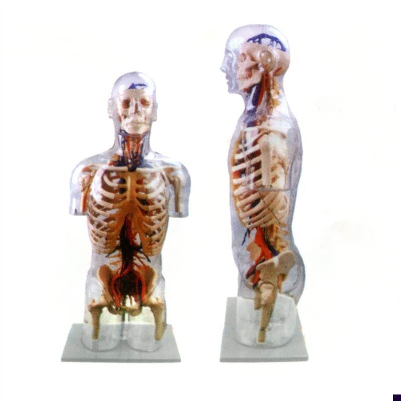 人体躯干解剖透明半身躯干附血管神经模型人L体透明躯干模型100CM
