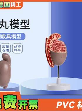 德国】男性人体生殖器官系统A解剖模型生殖泌尿科教学睾丸模型
