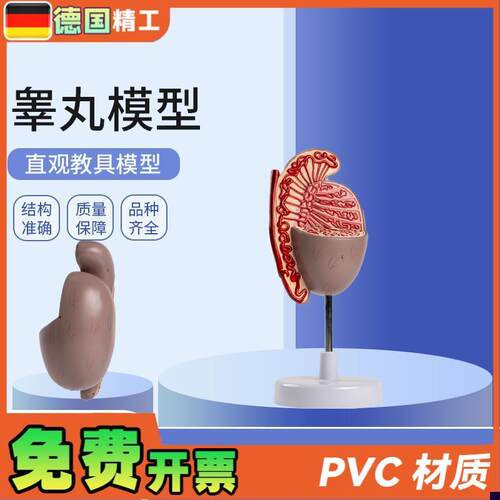 德国】男性人体生殖器官系统A解剖模型生殖泌尿科教学睾丸模型