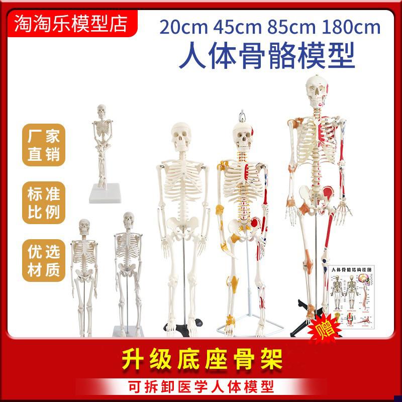 人体结构骨骼模型骨架医学带肌肉神经迷你可拆卸R动仿真教学小女