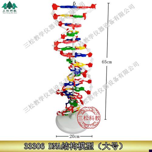 DNA结构模型/大号J33306双螺旋D60公分高中碱基对遗传基因生物教