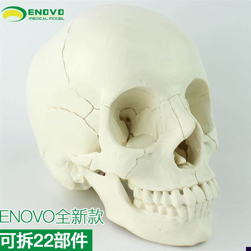 ENOVO颐诺医学用人体t头骨模型头颅骨拼装可拆美容微整形教学头骨