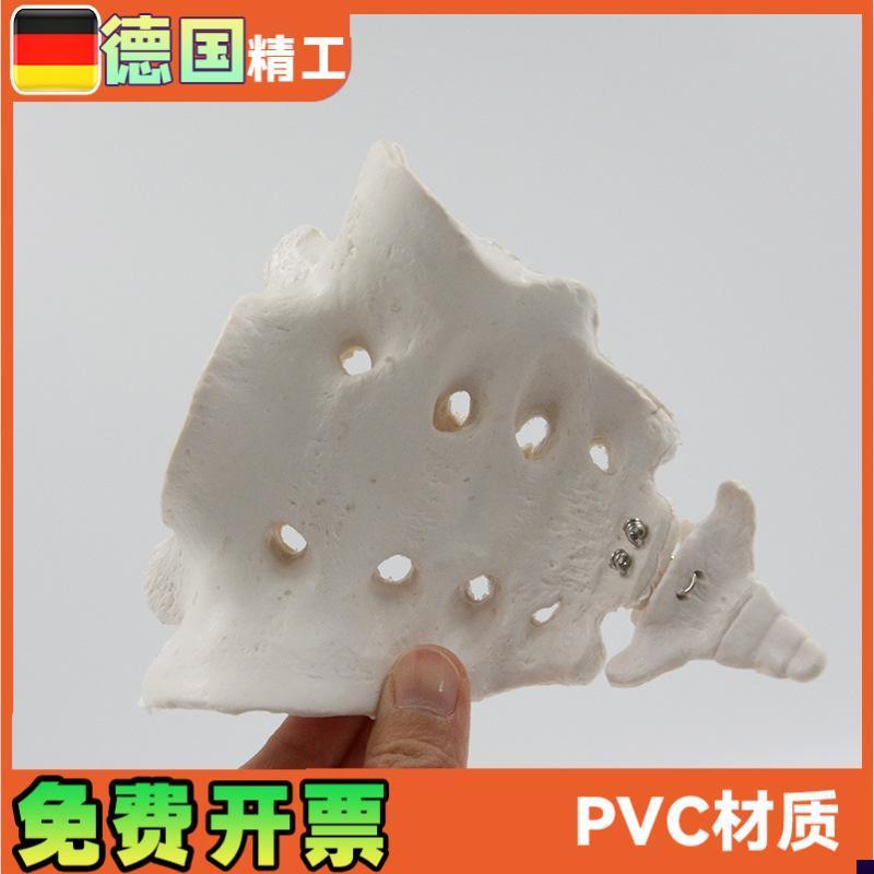 骶骨尾骨模型1比1人体骨骼教学演示教具解剖S模型教学仪器骨架