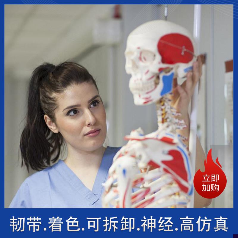 盼夕人体骨d骼模型骨架170脊柱教学演示瑜伽骷髅实验解剖科普生物