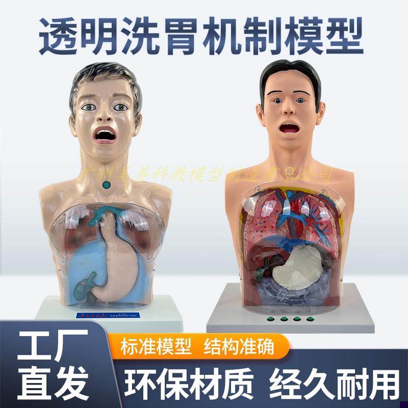 人体洗胃模型带警示透明洗胃机制D模型胃肠减压训练人体模型医用