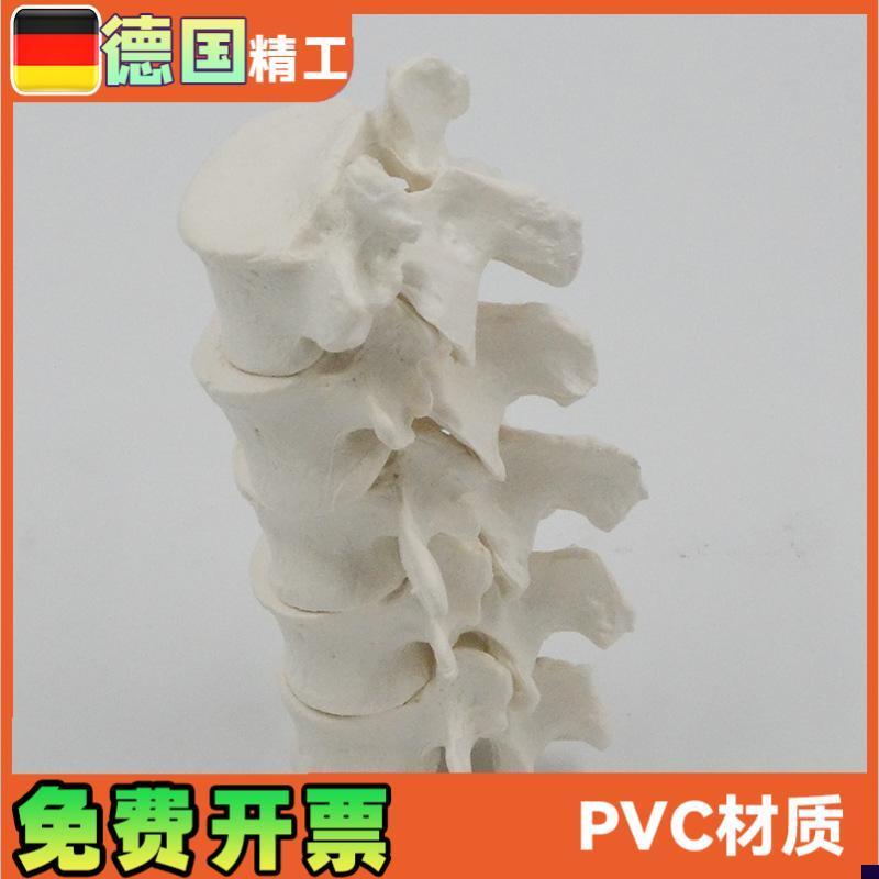 五节腰椎模型g1比1大人体脊柱椎体骨骼解剖教学康复演示教具