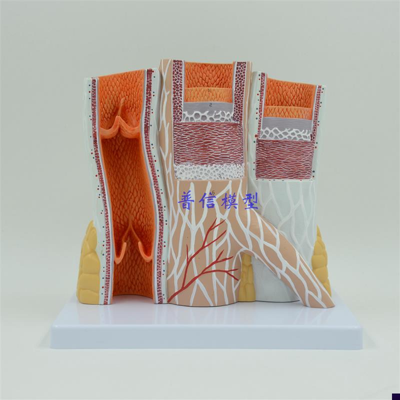 动静脉模型血管模型动脉静脉模型M教医用血管解剖模型