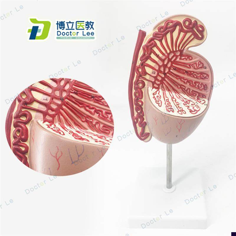 男性生殖器睾丸模型睾丸结构生殖泌尿科V模型男科模型