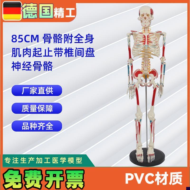 85CM附全身肌肉起止带椎间盘神经O骨骼人体骨骼模型