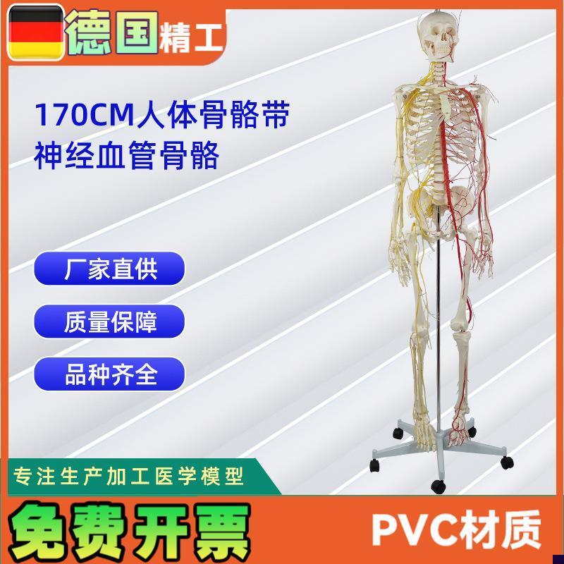 170CM带神经血管骨v骼人体骨骼模型医学展示实验教具